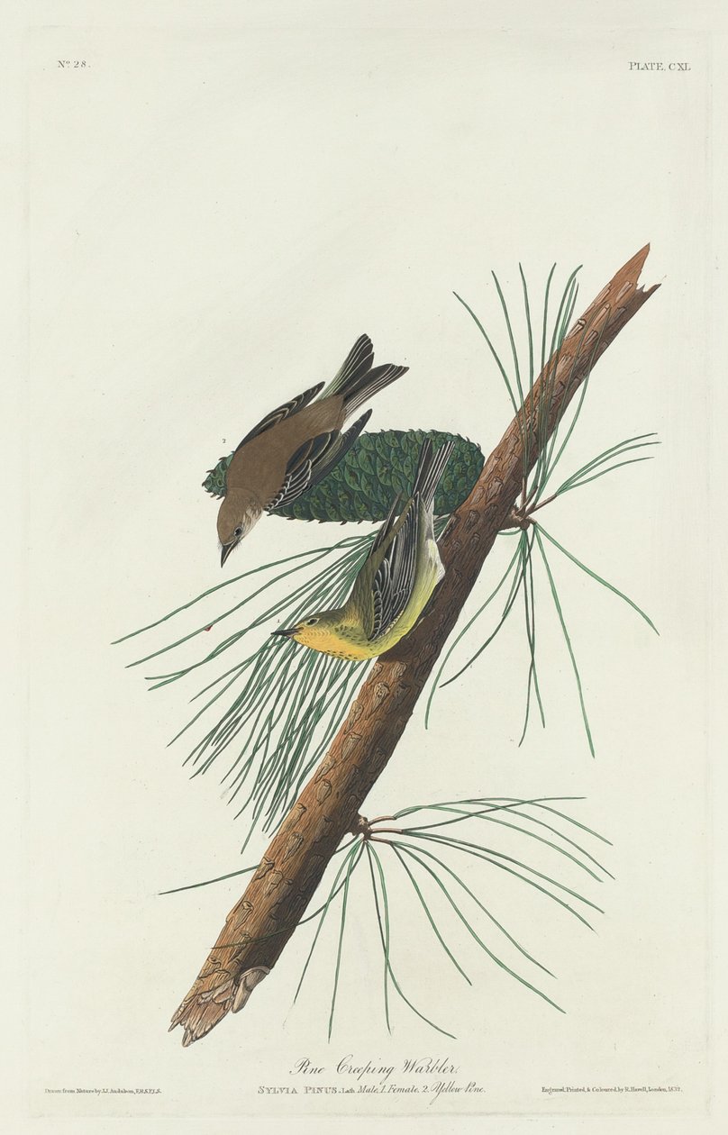 Toutinegra rastejante de pinheiro de Robert Havell after John James Audubon