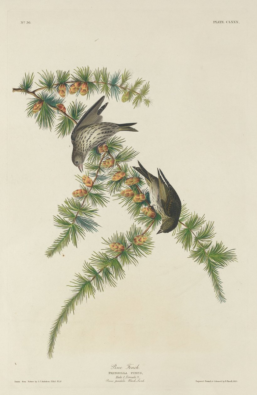 Pintassilgo de Robert Havell after John James Audubon
