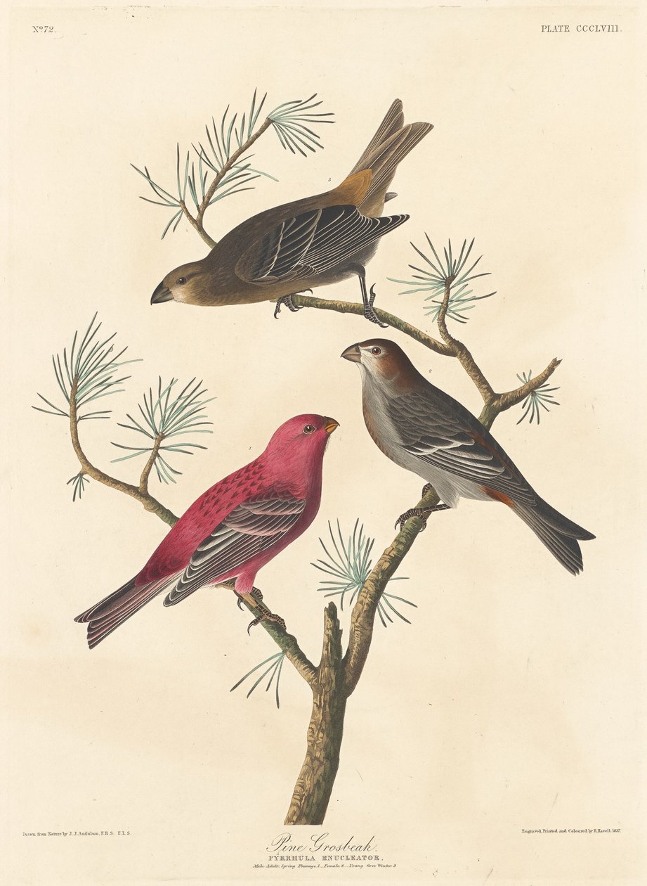 bico de pinheiro de Robert Havell after John James Audubon