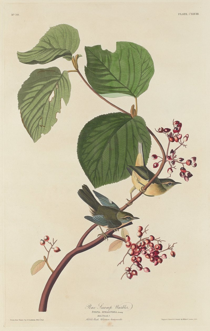 Toutinegra do pântano de Robert Havell after John James Audubon