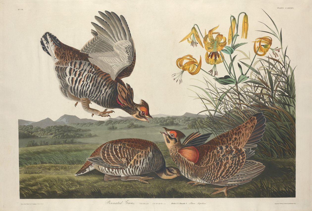 Galinha Pintada de Robert Havell after John James Audubon