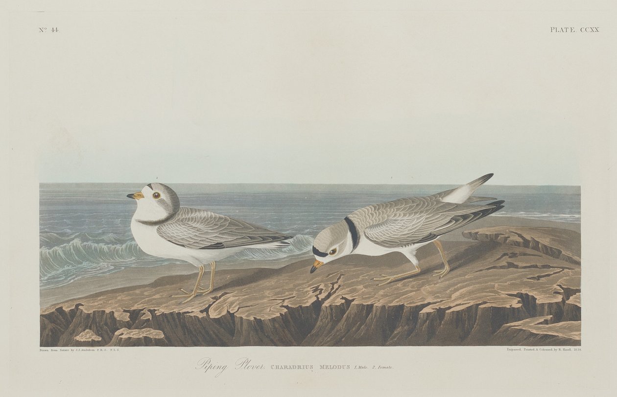 Tarambola de Robert Havell after John James Audubon