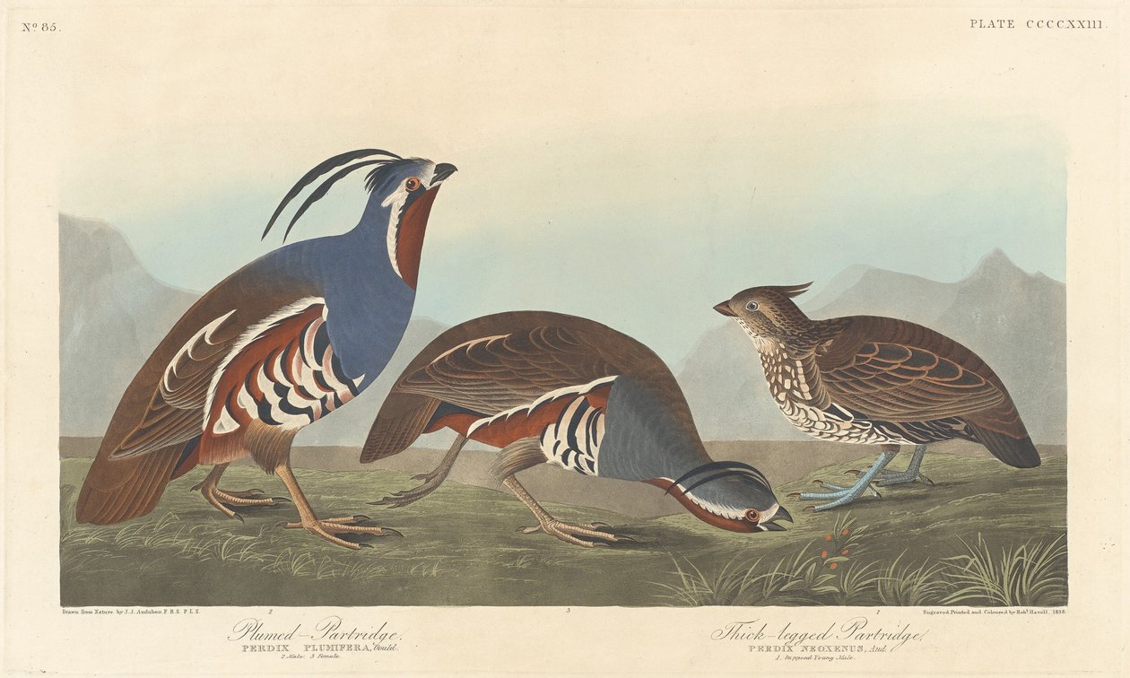 Perdiz Emplumada e Perdiz de patas grossas de Robert Havell after John James Audubon