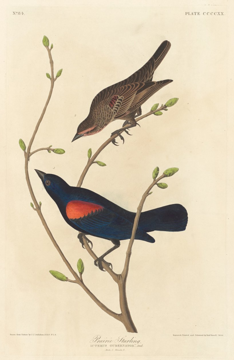 Estorninho da Pradaria de Robert Havell after John James Audubon