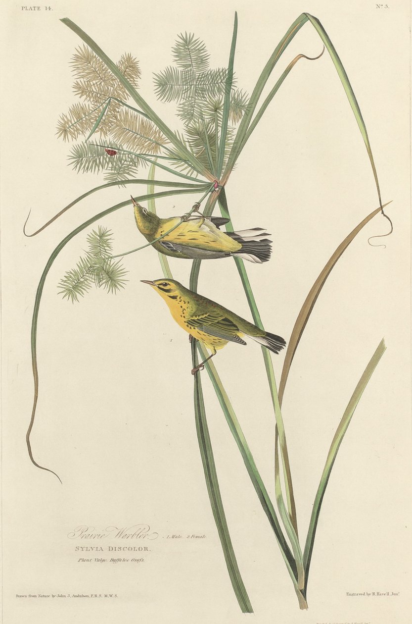 Toutinegra da Pradaria de Robert Havell after John James Audubon