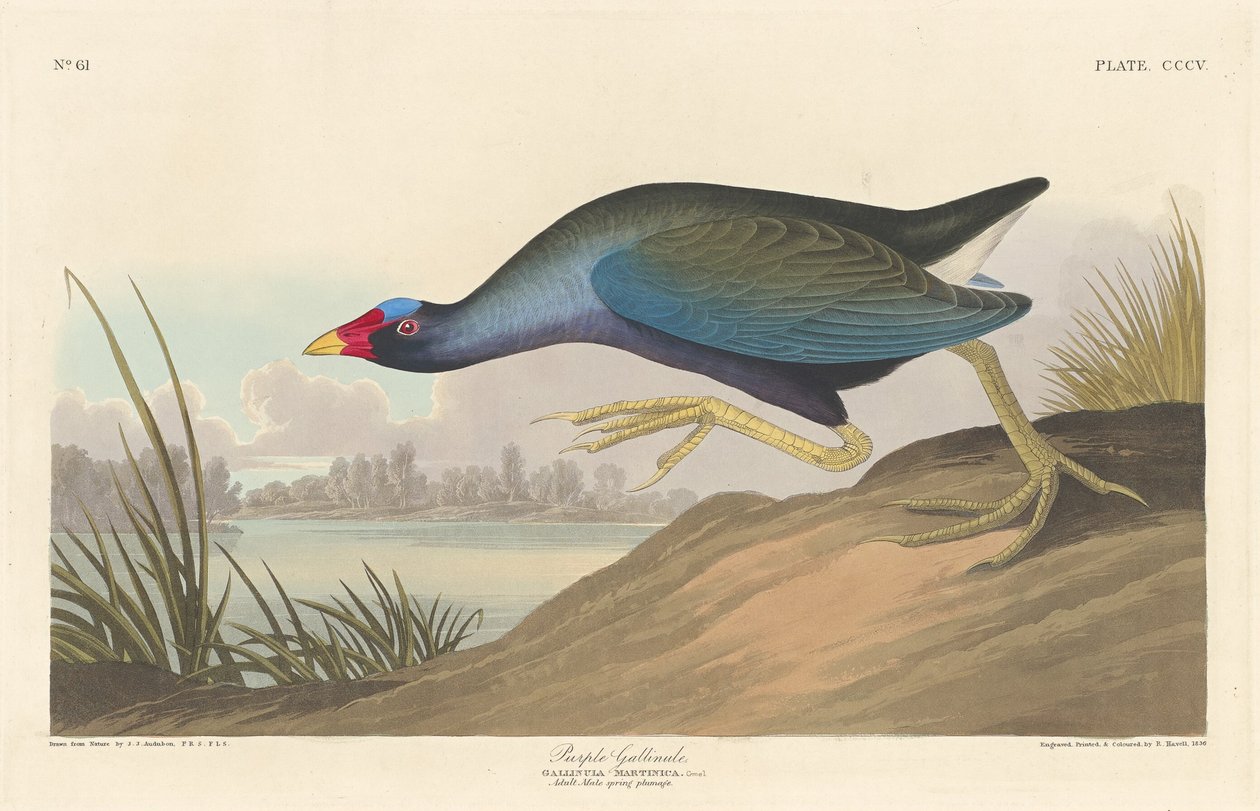 Galínula Roxa de Robert Havell after John James Audubon