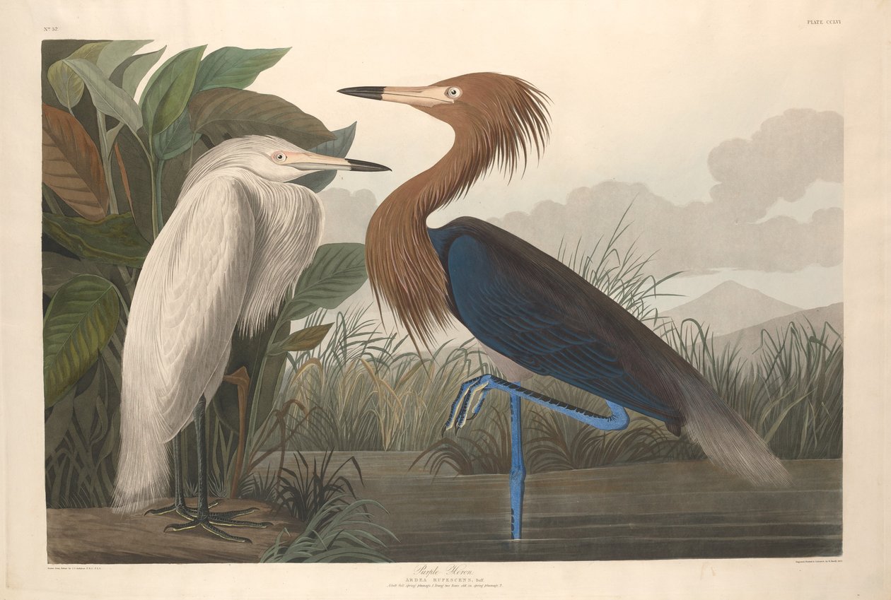 Garça Roxa de Robert Havell after John James Audubon
