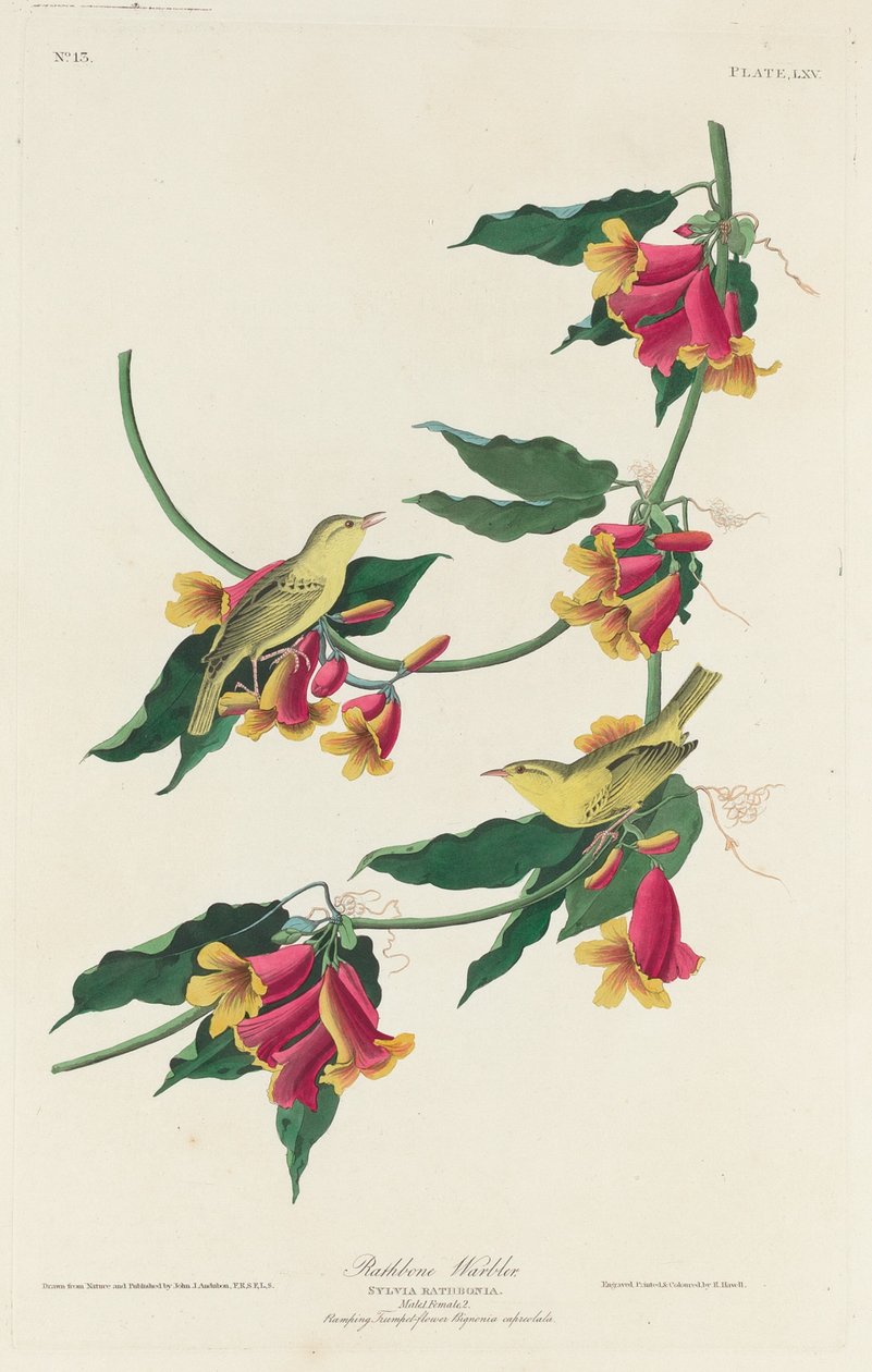 Toutinegra Rathbone de Robert Havell after John James Audubon