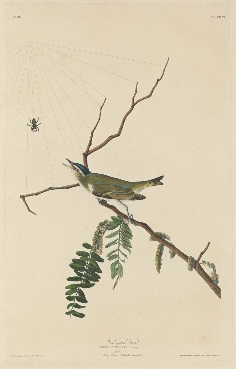 Viro de Olhos Vermelhos de Robert Havell after John James Audubon