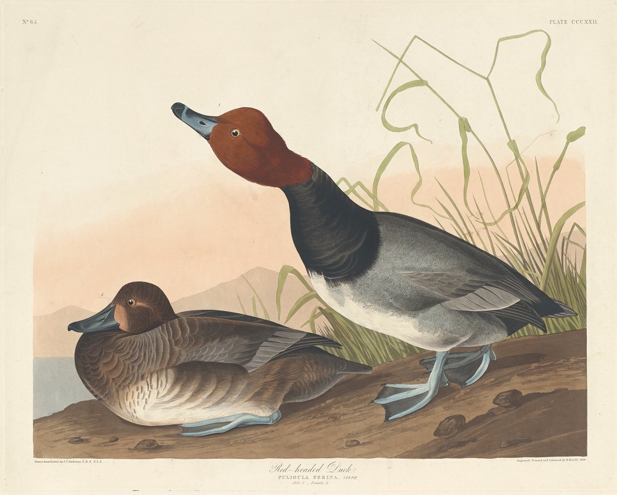 Pato Ruivo de Robert Havell after John James Audubon