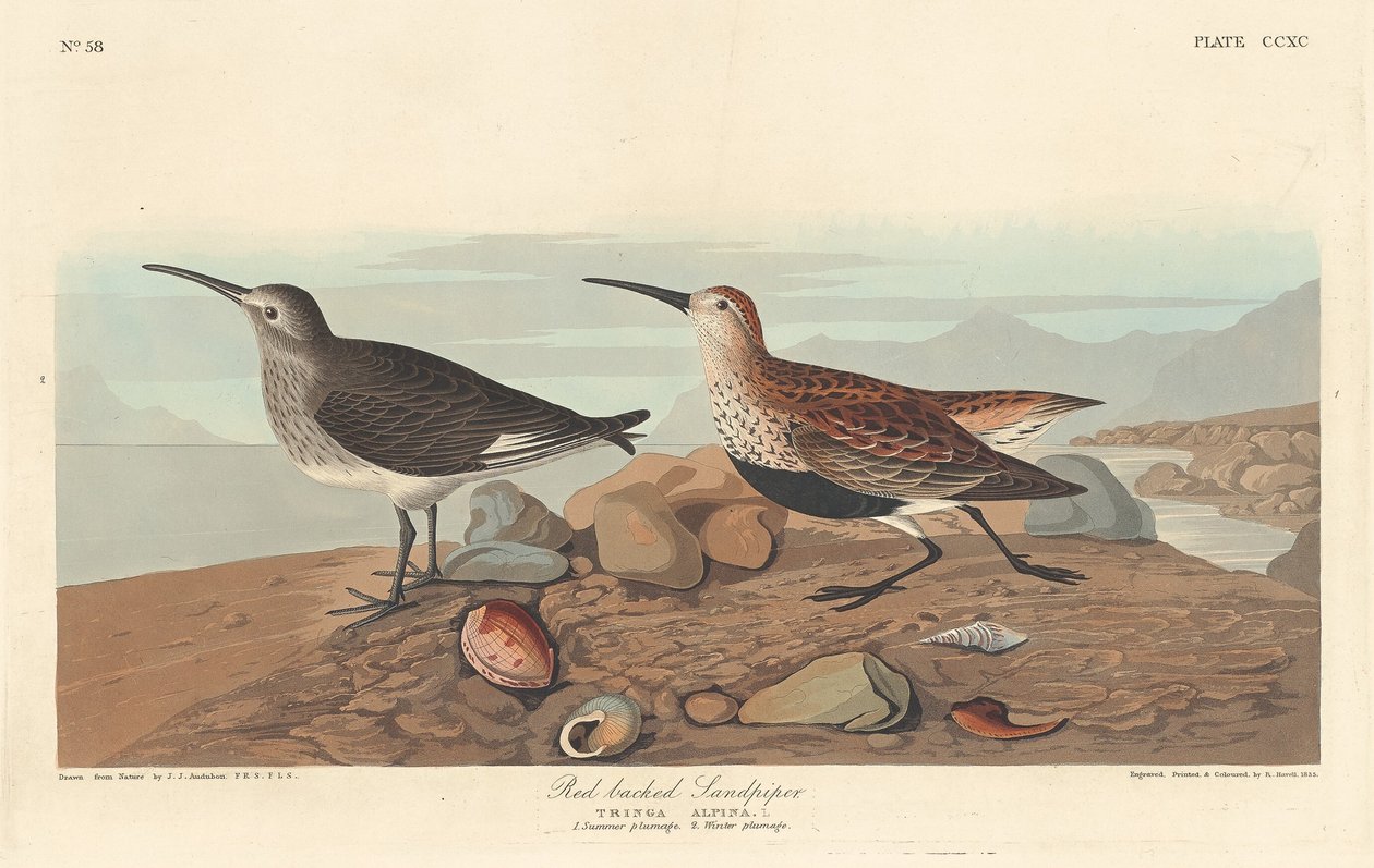 Maçarico-de-dorso-vermelho de Robert Havell after John James Audubon