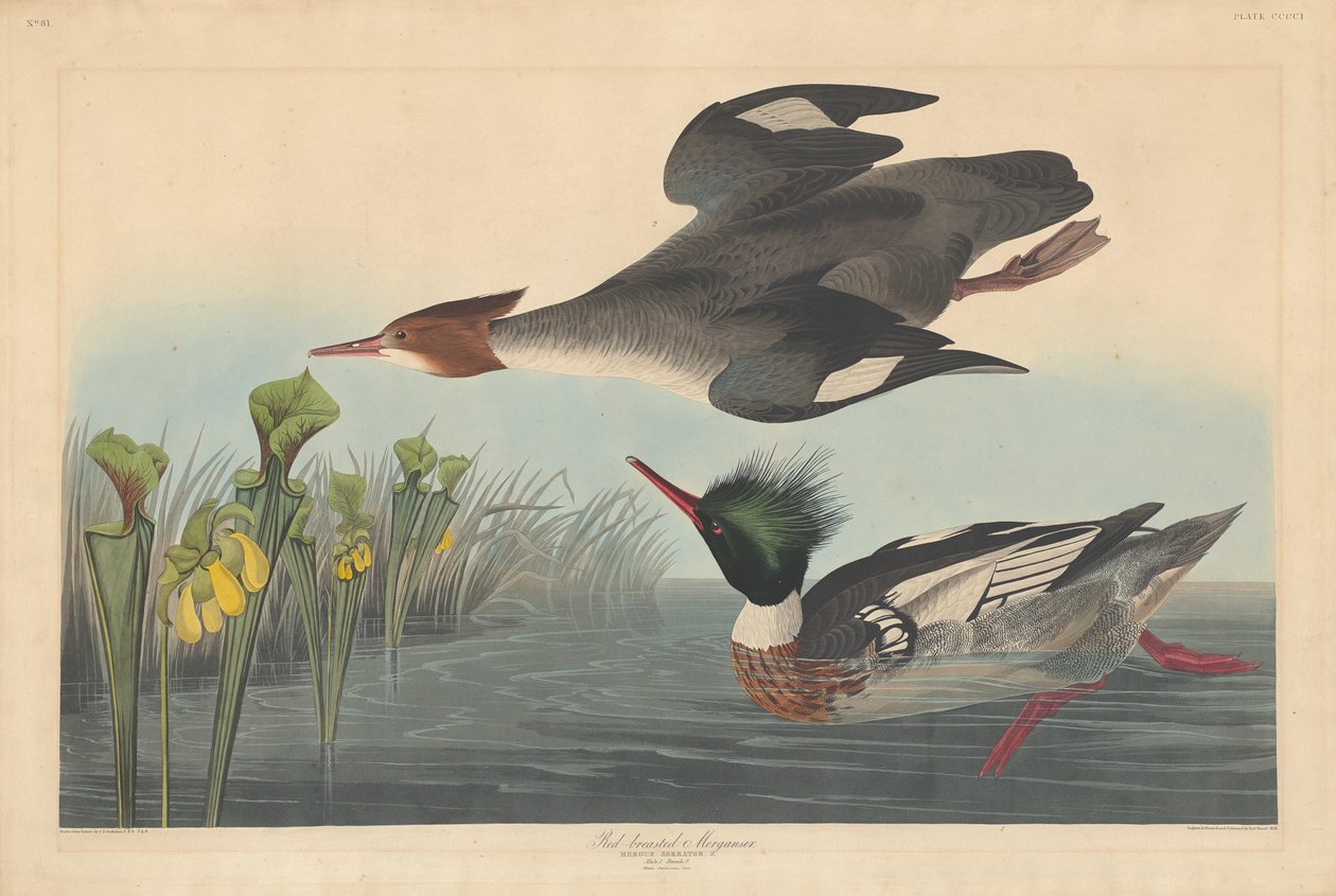 Merganso de peito vermelho de Robert Havell after John James Audubon