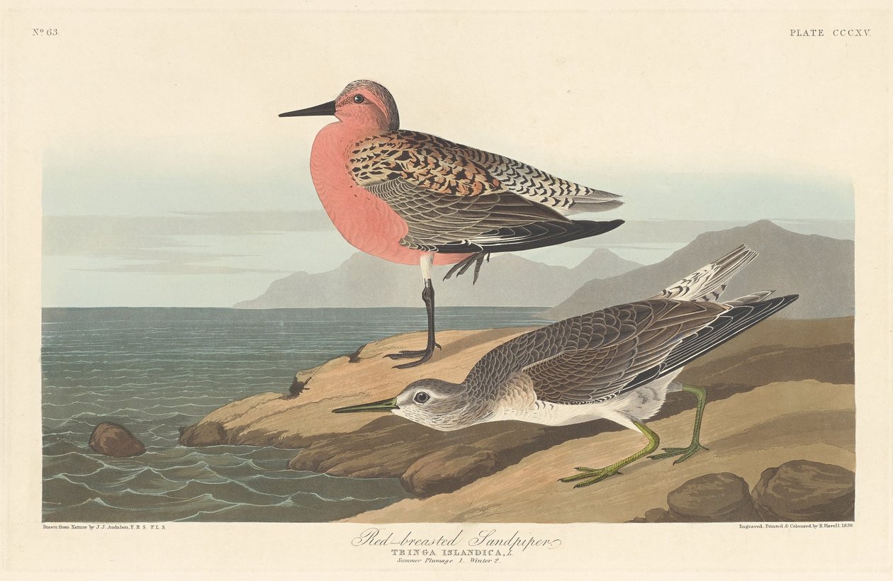 Maçarico-de-peito-vermelho de Robert Havell after John James Audubon