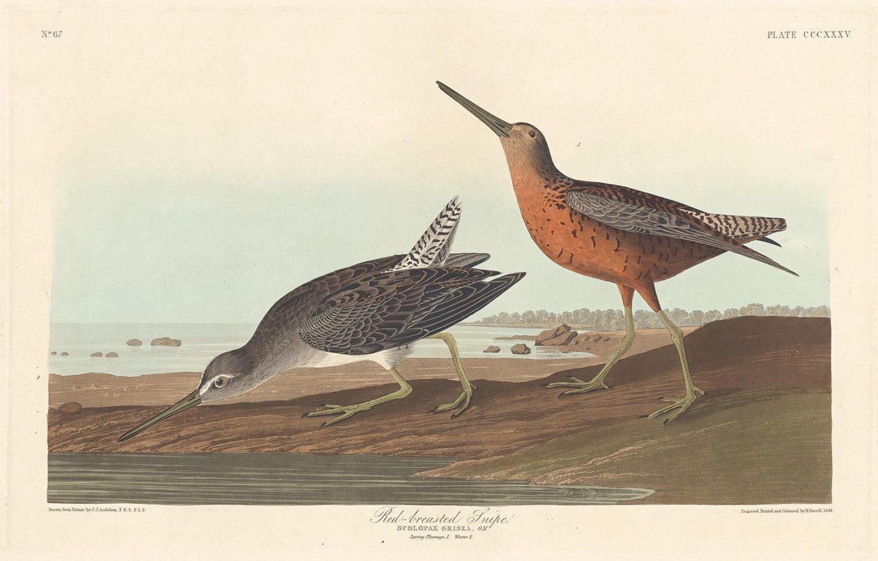 Narceja de peito vermelho de Robert Havell after John James Audubon