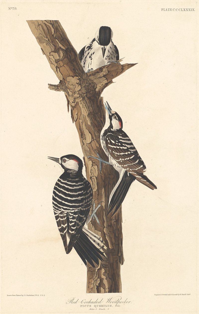 Pica-pau-de-bico-vermelho de Robert Havell after John James Audubon