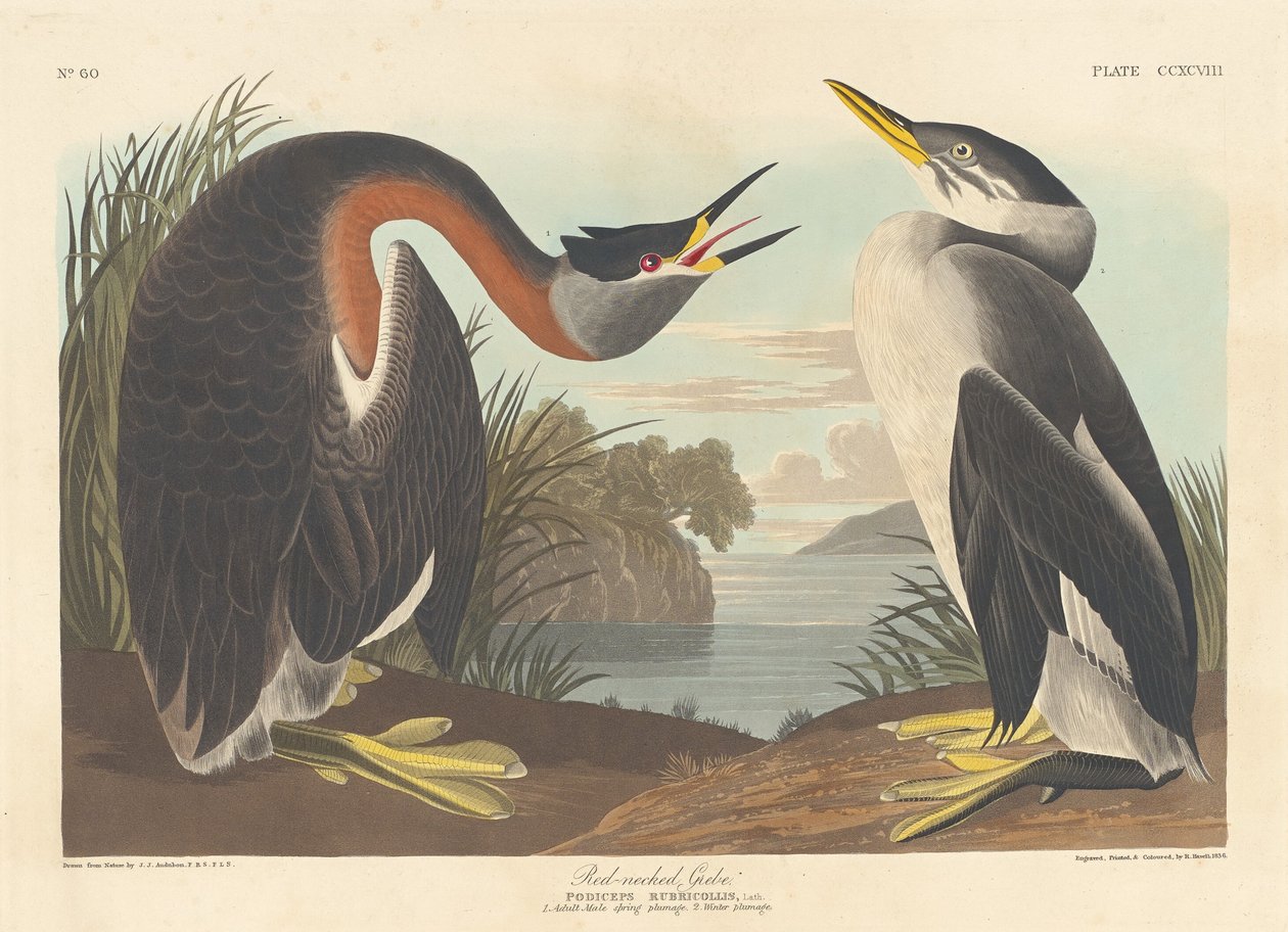 Grebe de pescoço vermelho de Robert Havell after John James Audubon