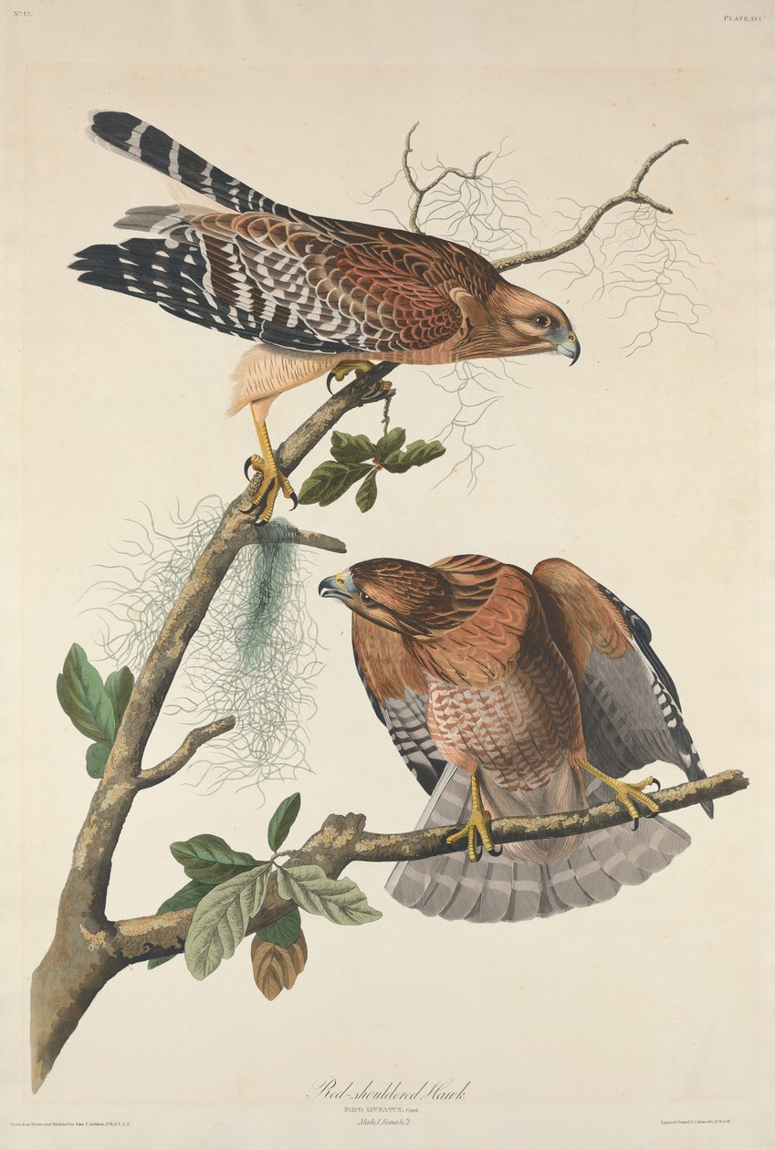 Falcão de Ombros Vermelhos de Robert Havell after John James Audubon