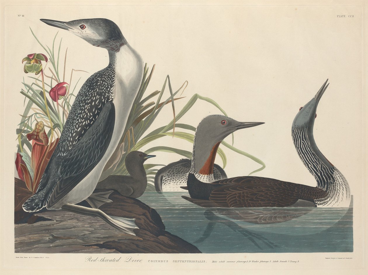 Mergulhador de Garganta Vermelha de Robert Havell after John James Audubon
