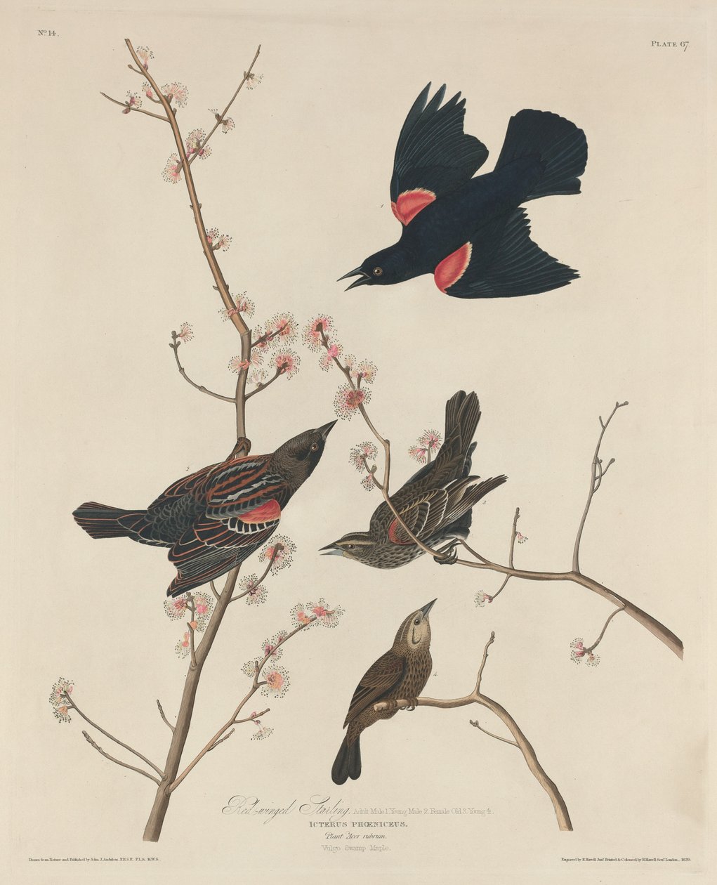 Estorninho de asas vermelhas de Robert Havell after John James Audubon