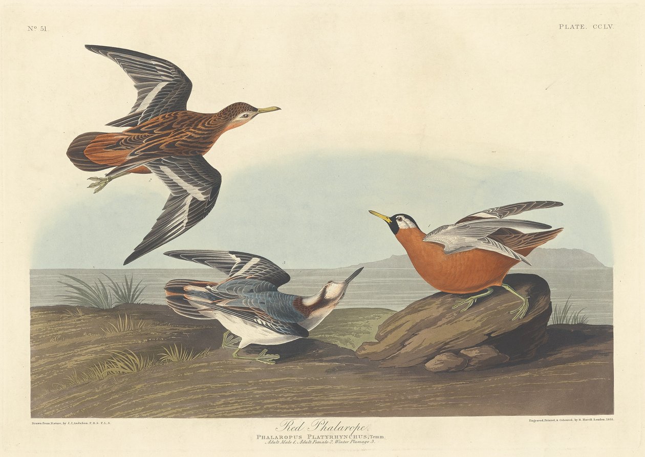 Falaropo Vermelho de Robert Havell after John James Audubon
