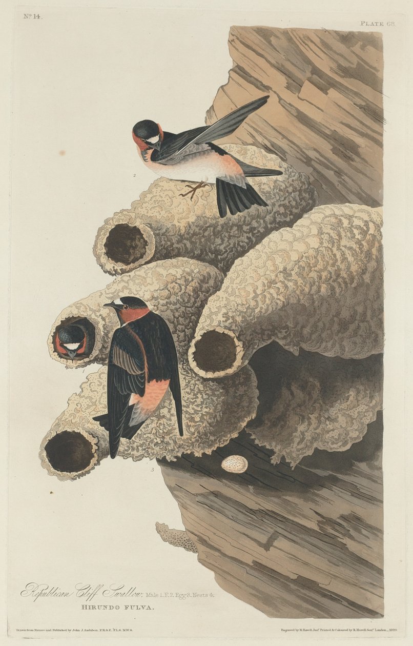 Andorinha de penhasco republicana de Robert Havell after John James Audubon