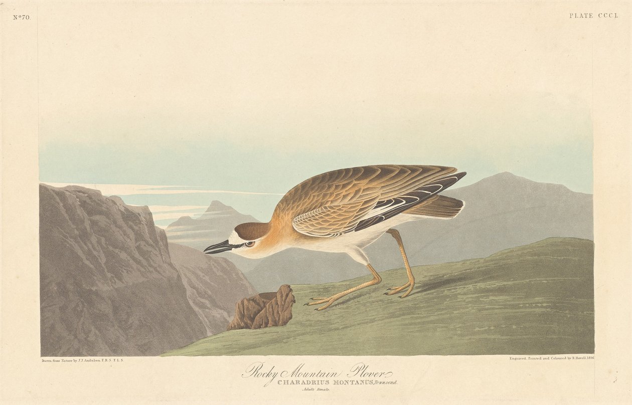 Tarambola das Montanhas Rochosas de Robert Havell after John James Audubon