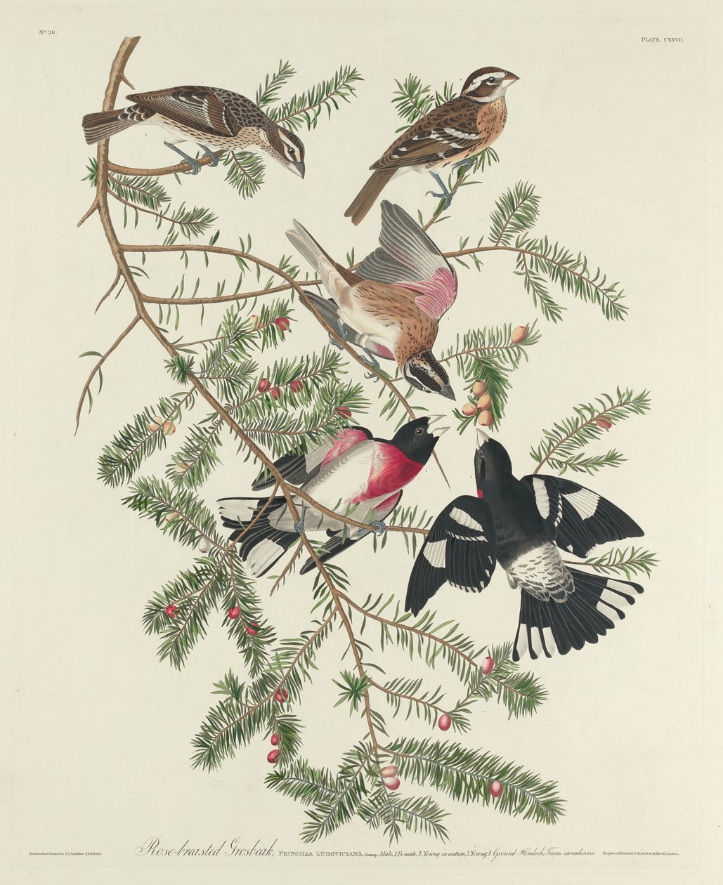 Grosbeak-de-peito-rosa de Robert Havell after John James Audubon