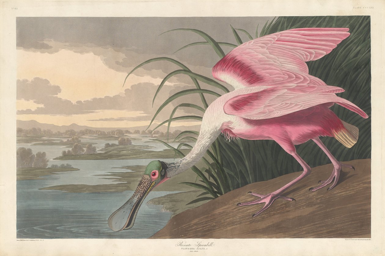 Colhereiro Rosado de Robert Havell after John James Audubon