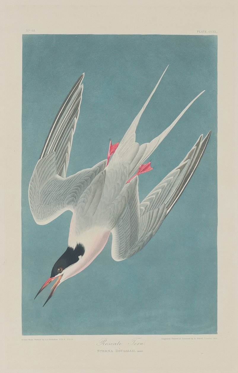 Andorinha-do-mar-rosada de Robert Havell after John James Audubon