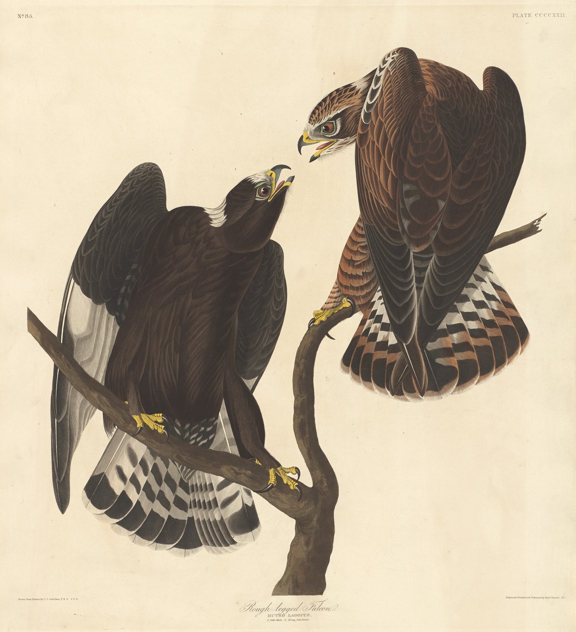 Falcão de pernas ásperas de Robert Havell after John James Audubon