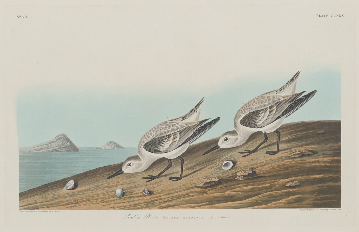 Tarambola Ruddy de Robert Havell after John James Audubon