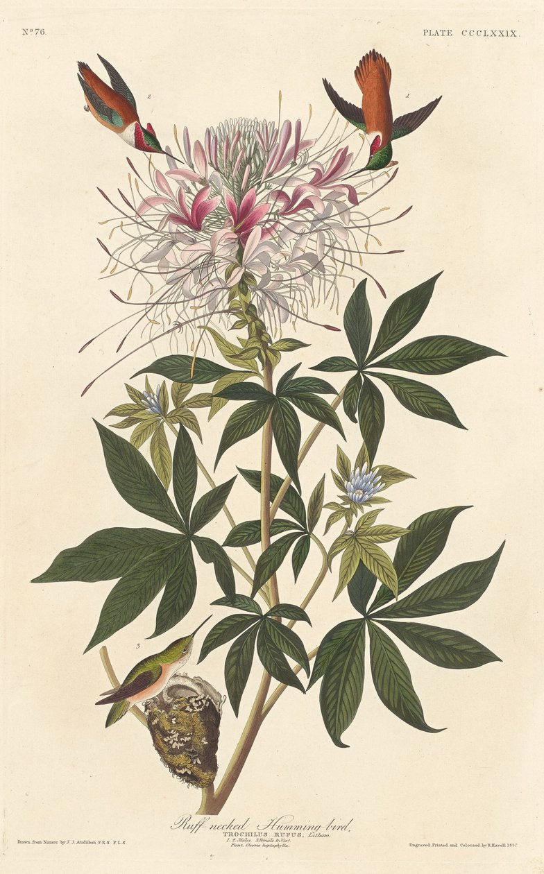 Beija-flor-de-pescoço de Robert Havell after John James Audubon