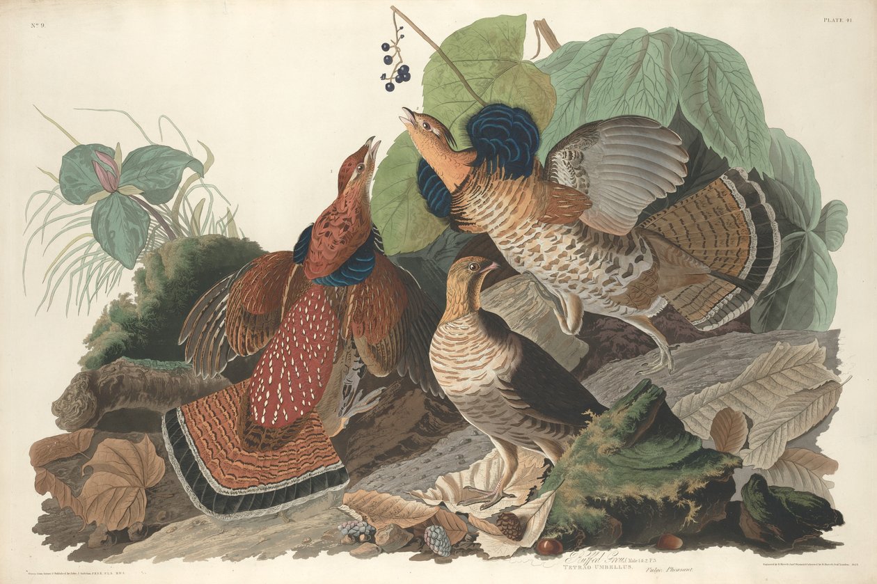 Galo silvestre de Robert Havell after John James Audubon