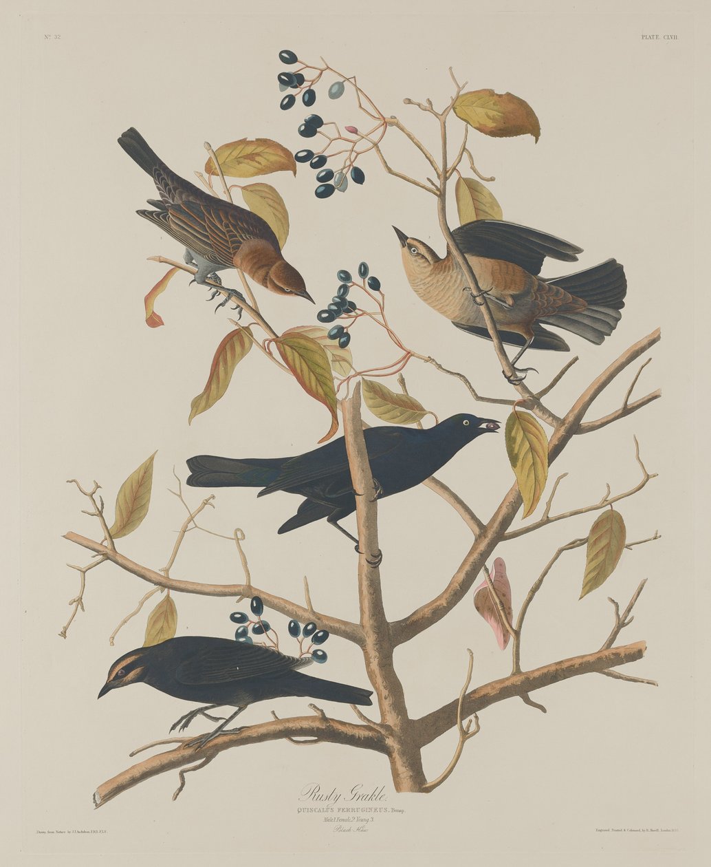 Grakle enferrujado de Robert Havell after John James Audubon