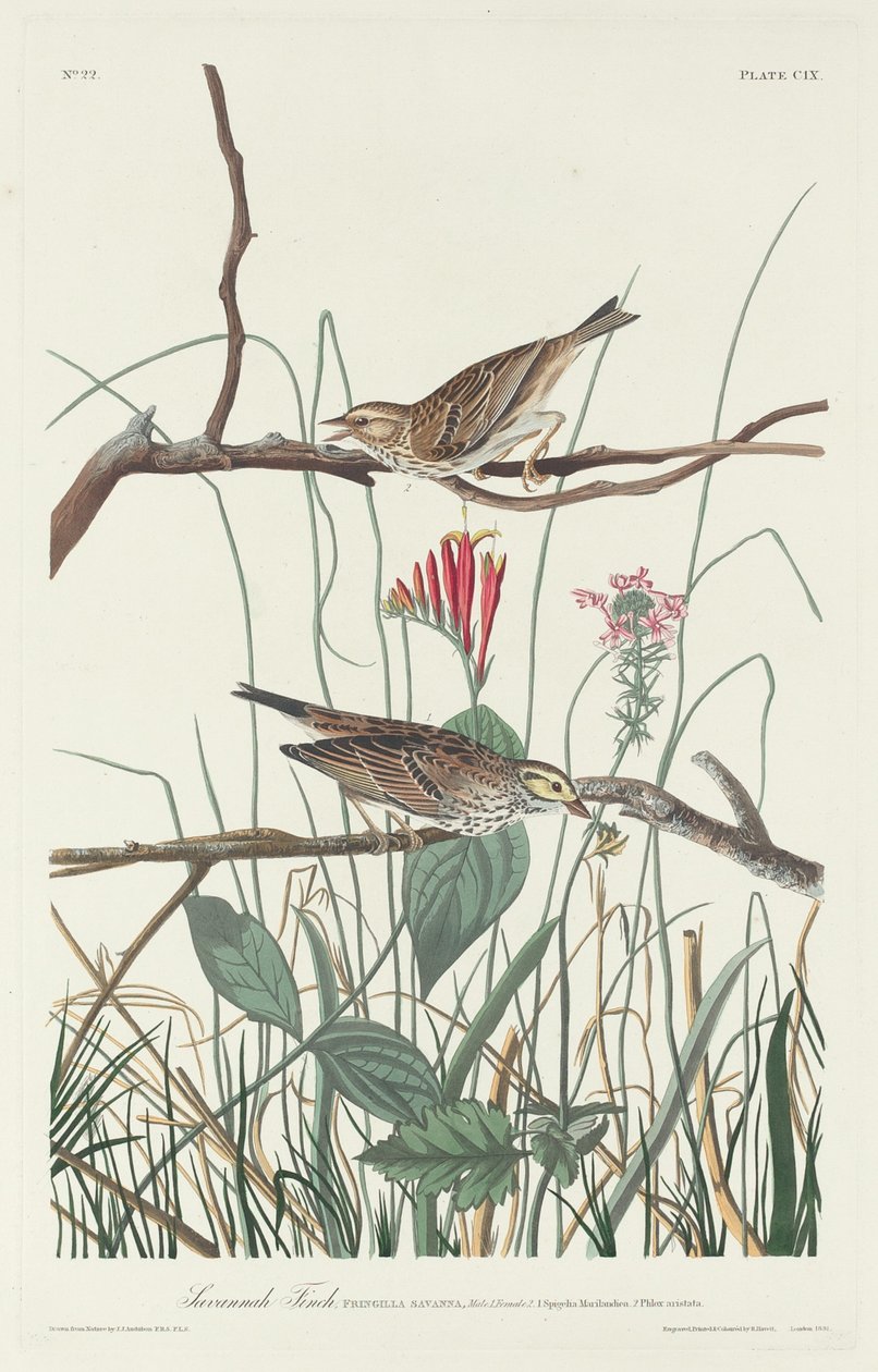 Savannah Finch de Robert Havell after John James Audubon