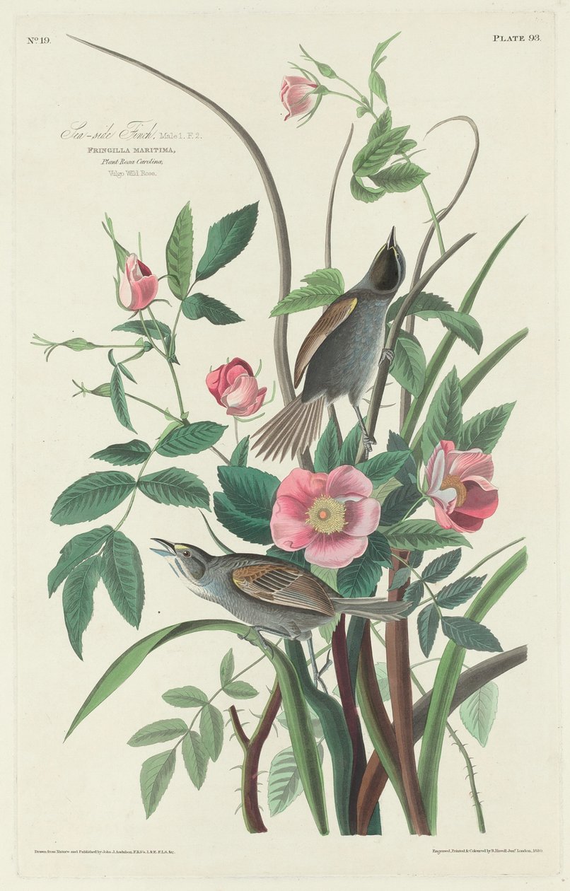 passarinho à beira-mar de Robert Havell after John James Audubon