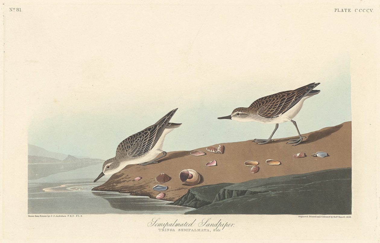 Maçarico semi-palmado de Robert Havell after John James Audubon