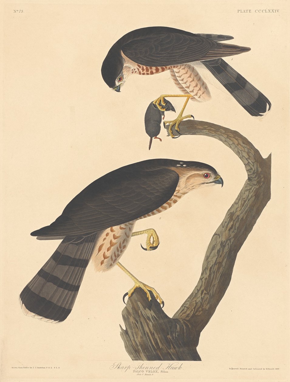 Falcão de canela afiada de Robert Havell after John James Audubon