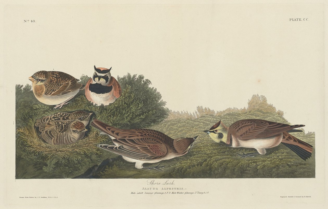Cotovia da Costa de Robert Havell after John James Audubon