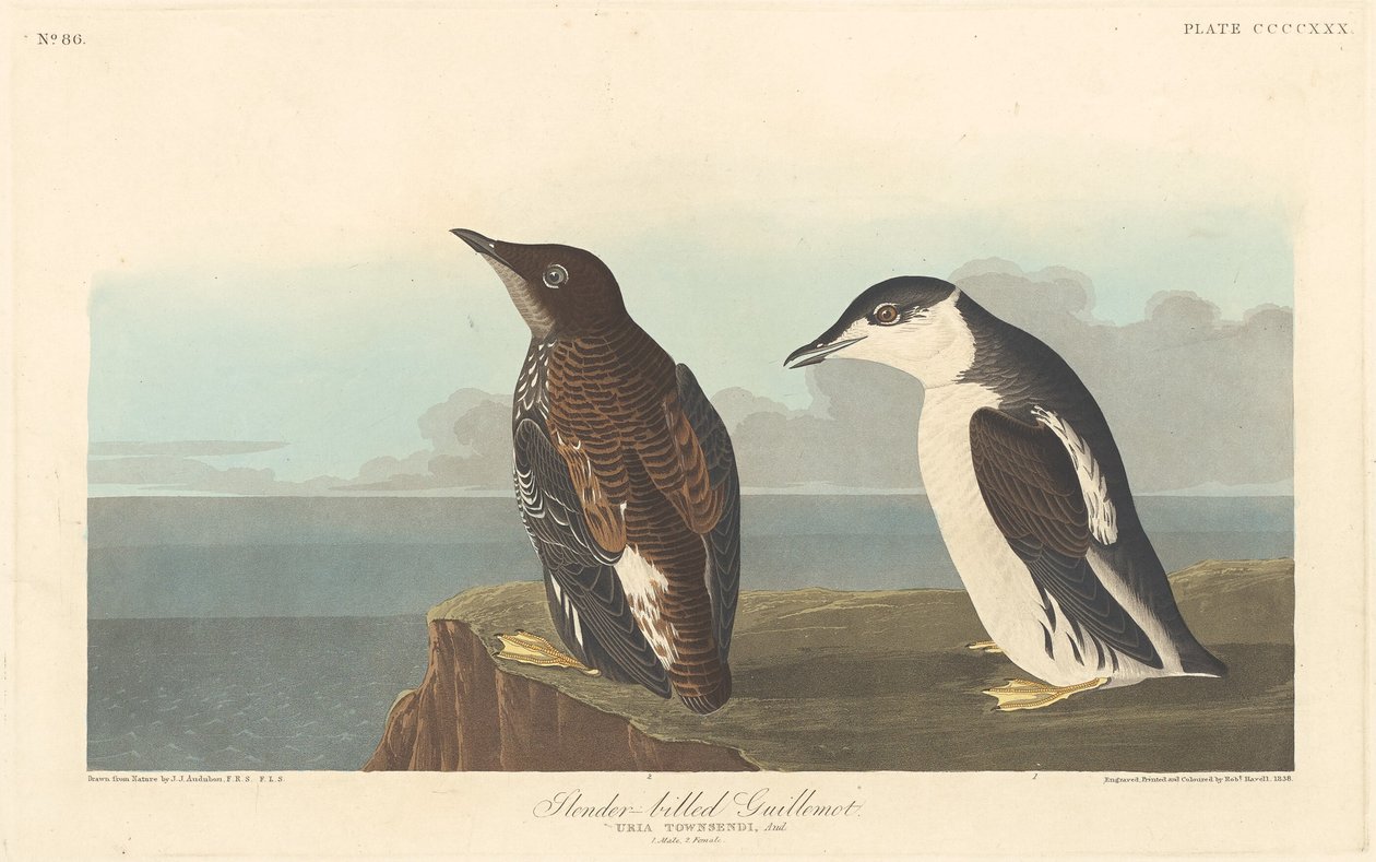 Guillemot de bico fino de Robert Havell after John James Audubon