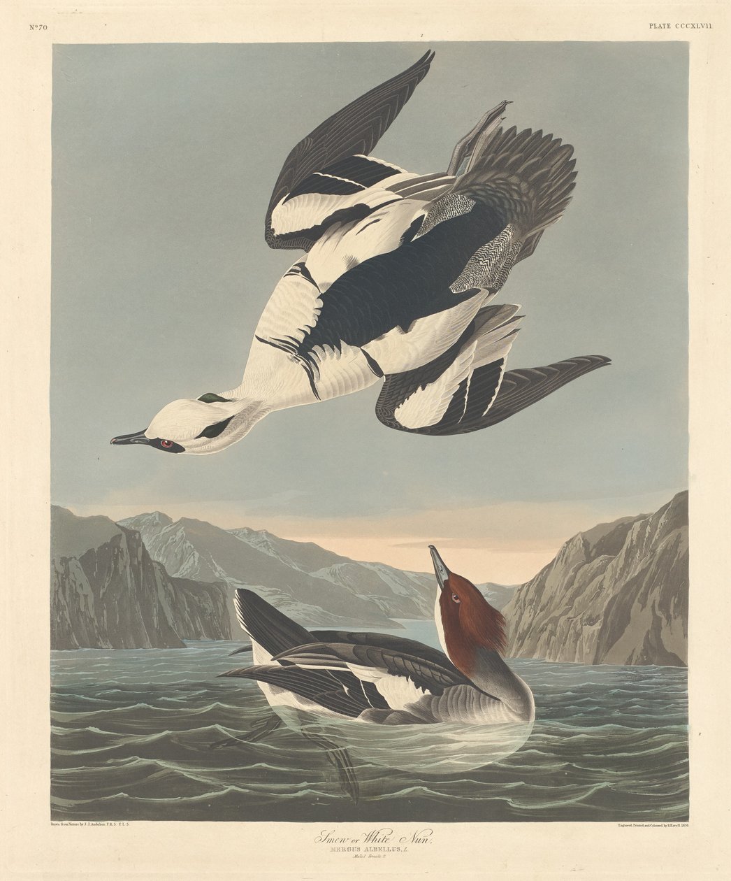 Smew ou freira branca de Robert Havell after John James Audubon