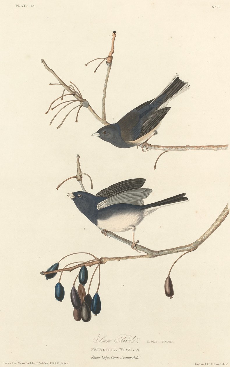 Pássaro da Neve de Robert Havell after John James Audubon