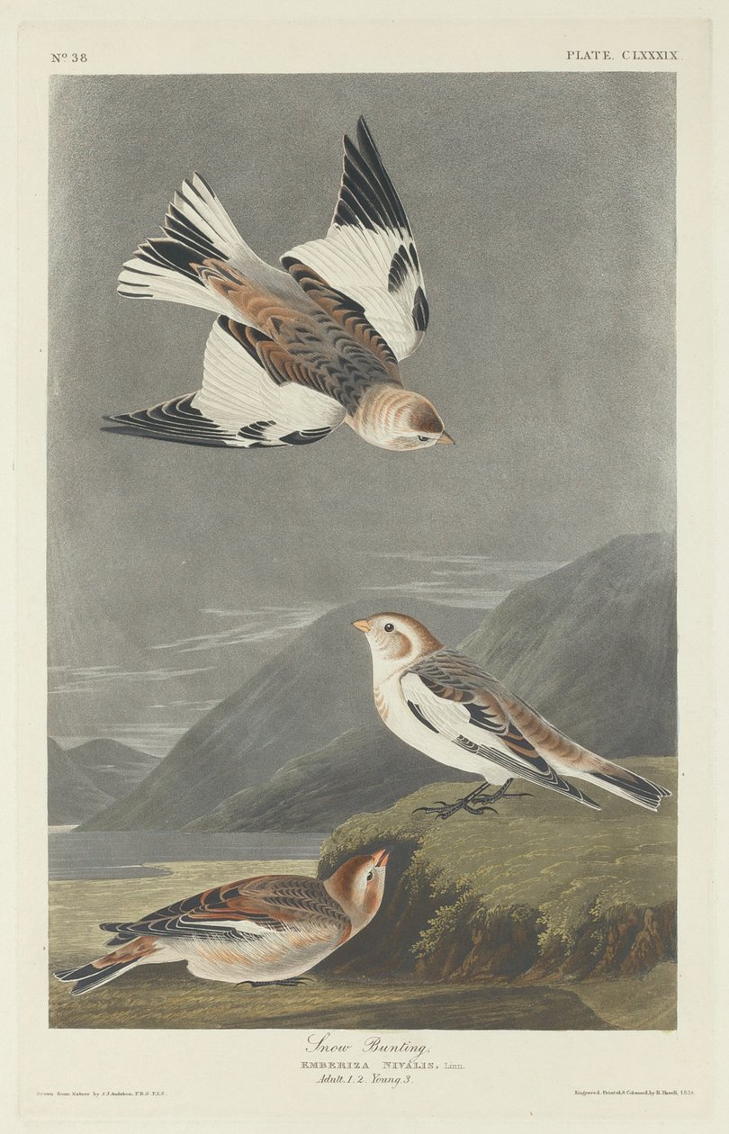 Estamenha de neve de Robert Havell after John James Audubon