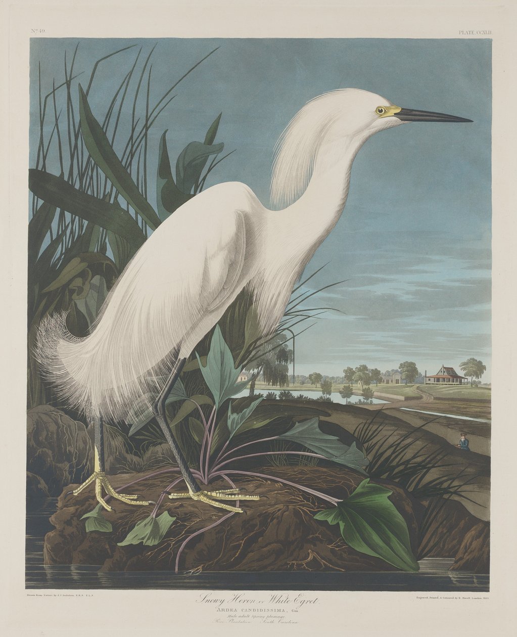 Garça-branca ou Garça-branca de Robert Havell after John James Audubon
