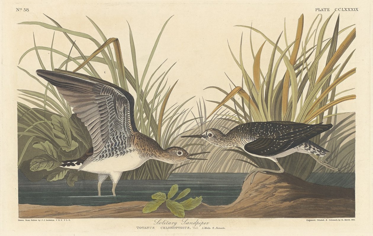 Maçarico solitário de Robert Havell after John James Audubon
