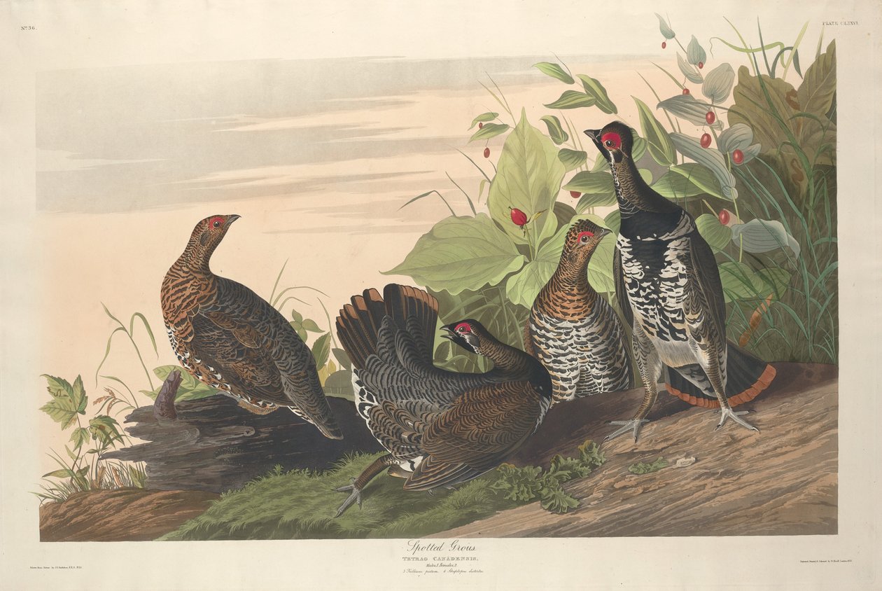 Grous manchado de Robert Havell after John James Audubon
