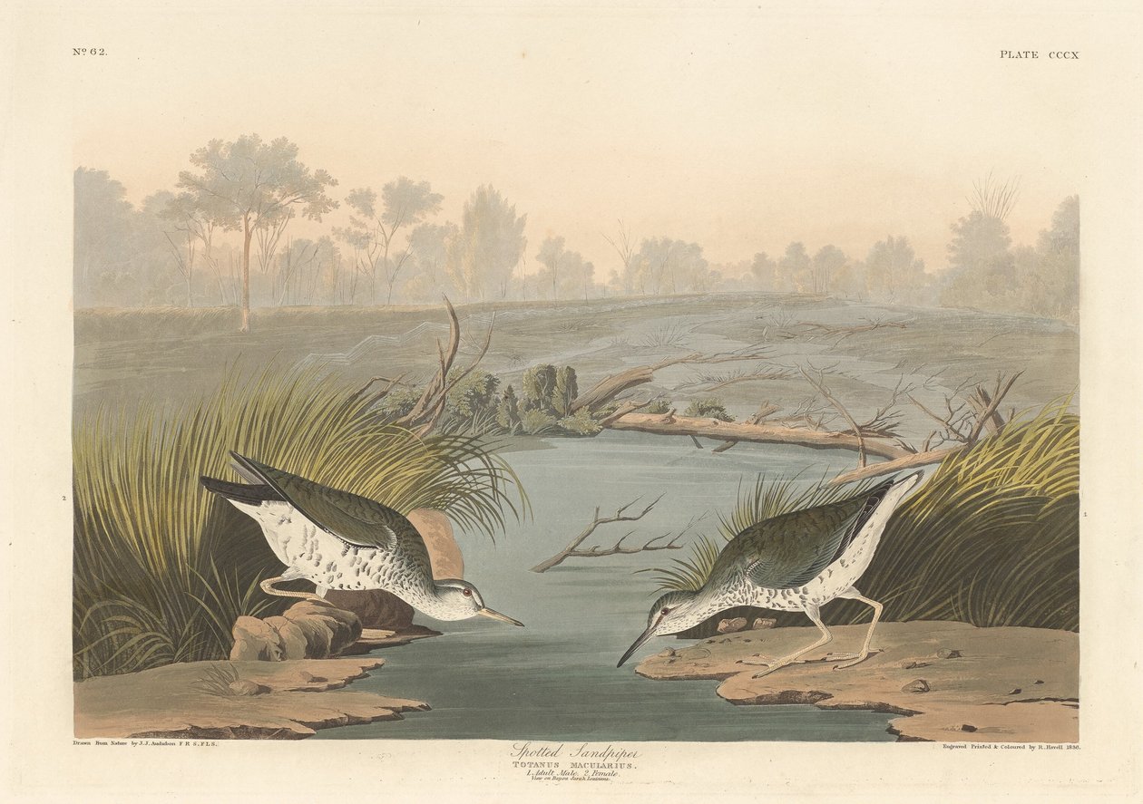 Maçarico-pintado de Robert Havell after John James Audubon
