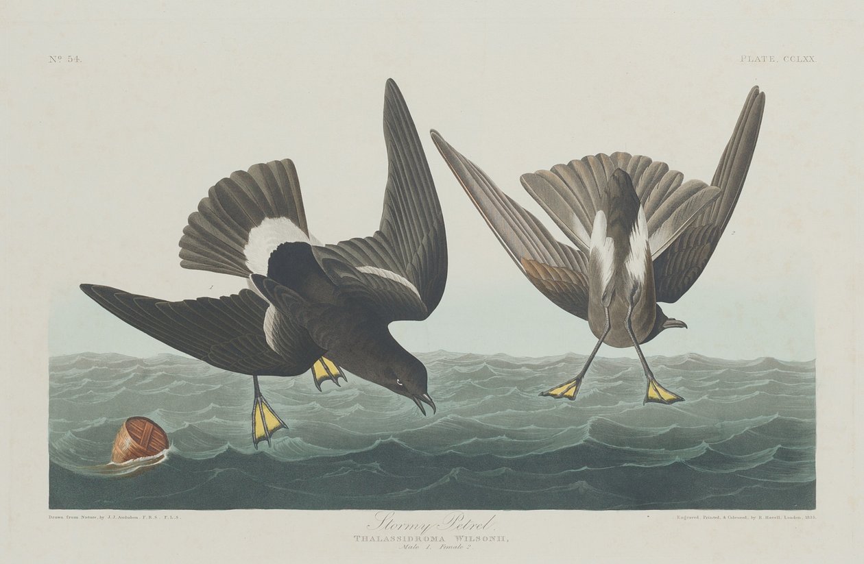 Petrel Tempestuoso de Robert Havell after John James Audubon