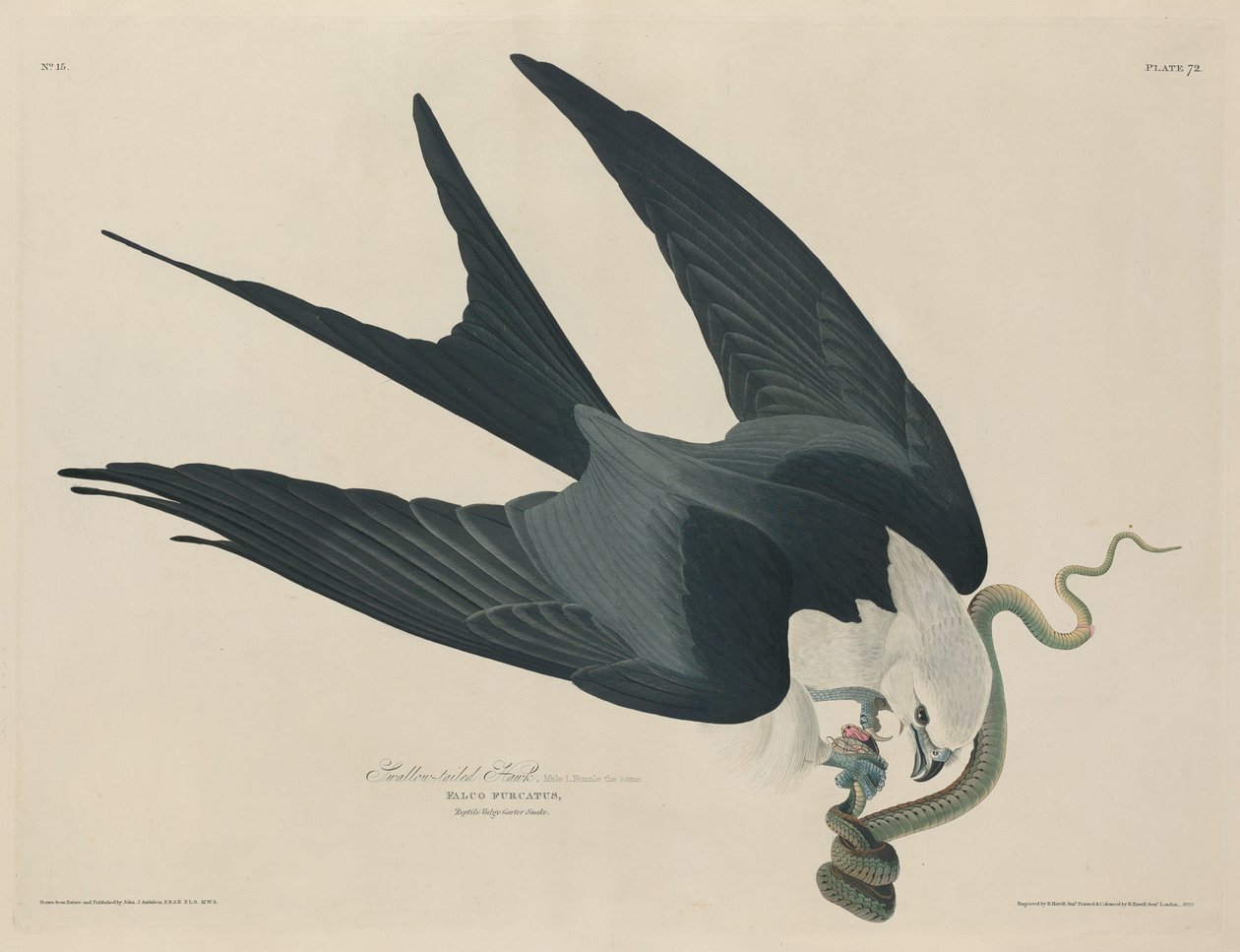 Swallow-tailed Hawk de Robert Havell after John James Audubon