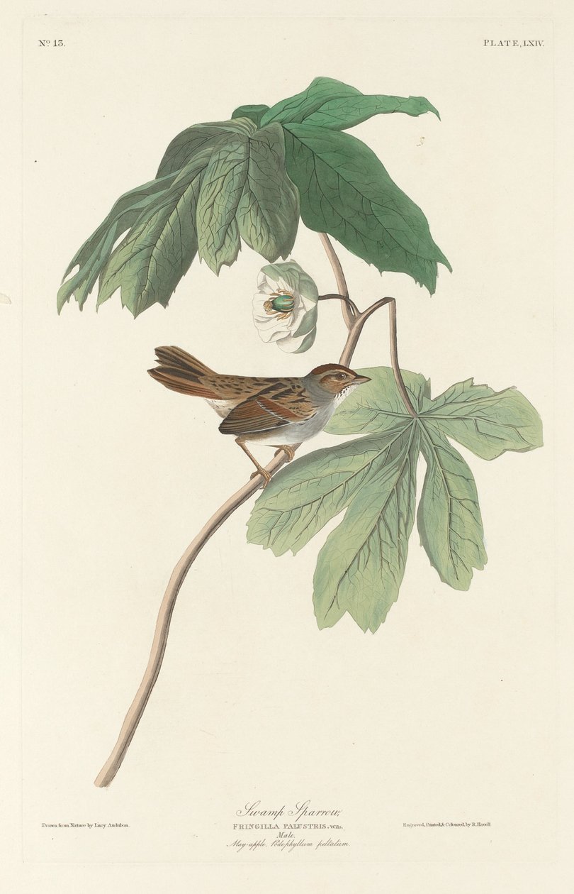 Pardal do Pântano de Robert Havell after John James Audubon